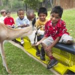 Children feeding the animals